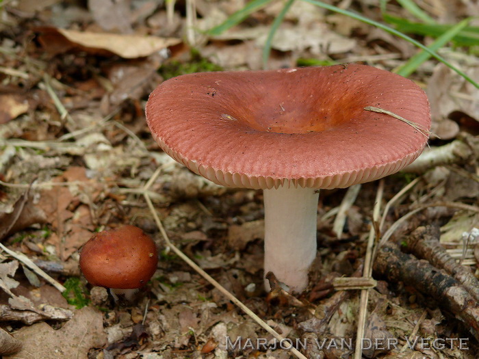 Schotelrussula - Russula velenovskyi