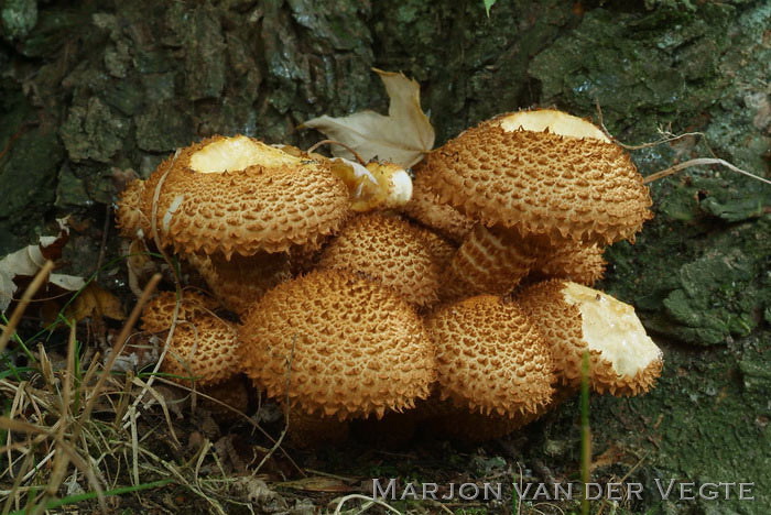 Schubbige bundelzwam - Pholiota squarrosa