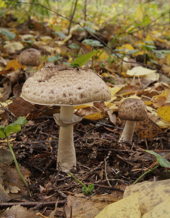 Panterchampignon - Agaricus brunneolus