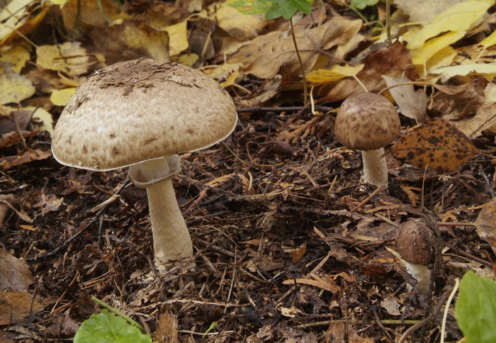 Panterchampignon - Agaricus brunneolus