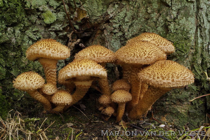 Schubbige bundelzwam - Pholiota squarrosa