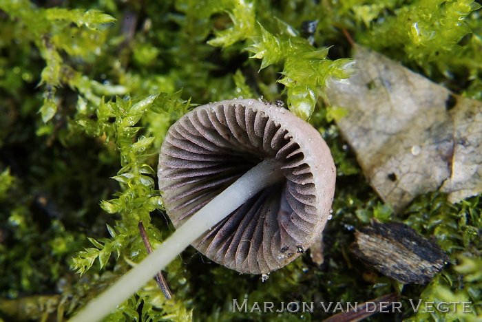 Sierlijke franjehoed - Psathyrella corrugis