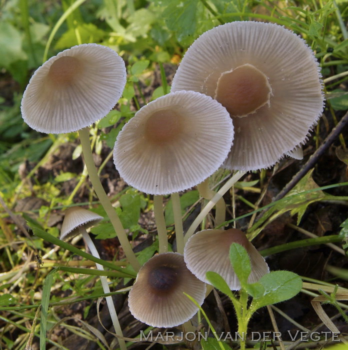 Sierlijke franjehoed - Psathyrella corrugis var. gracilis