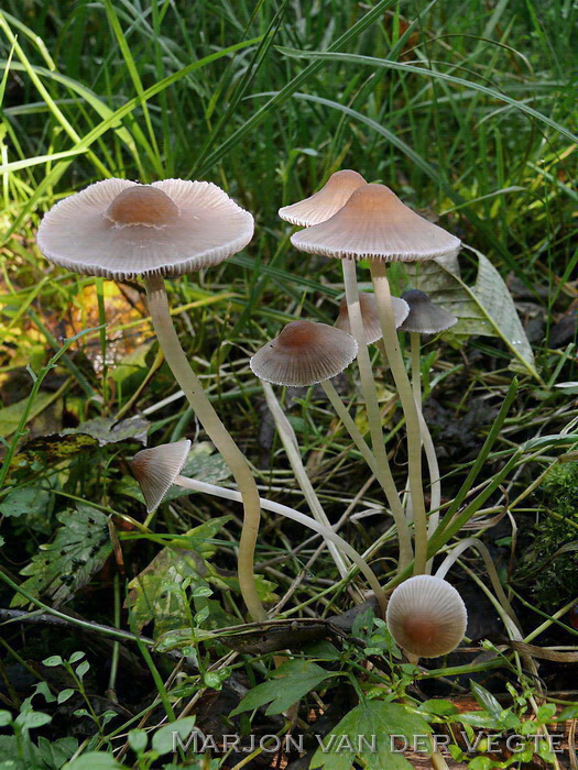 Sierlijke franjehoed - Psathyrella corrugis var. gracilis