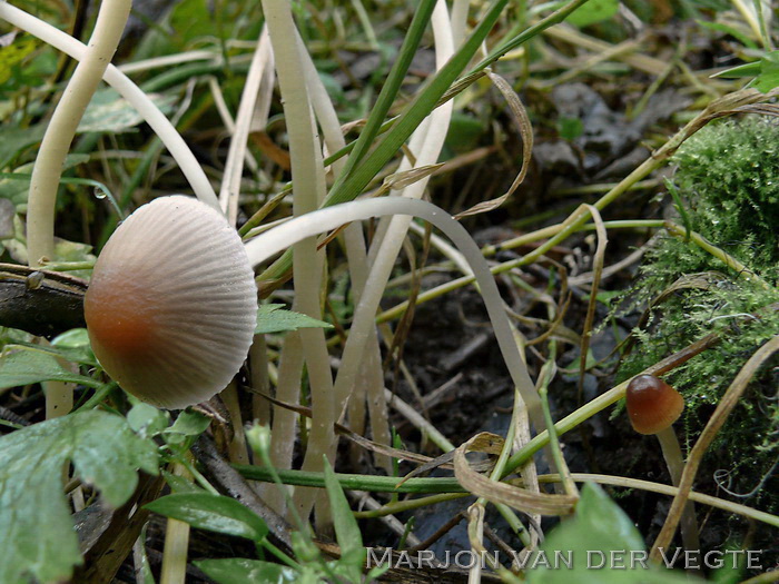 Sierlijke franjehoed - Psathyrella corrugis var. gracilis