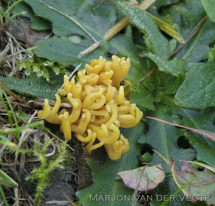 Sikkelkoraalzwam - Clavulinopsis corniculata