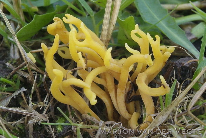 Sikkelkoraalzwam - Clavulinopsis corniculata