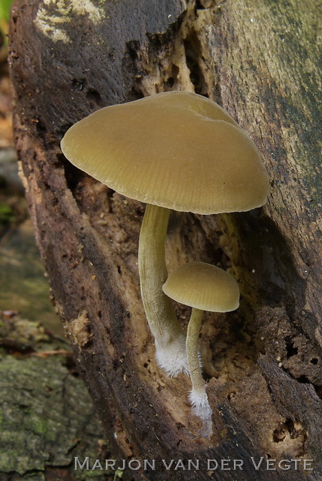 Olijfkleurig matkopje - Simocybe centunculus