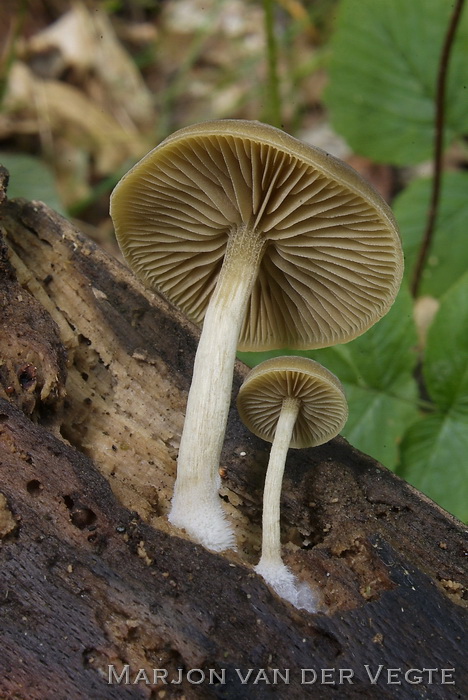 Olijfkleurig matkopje - Simocybe centunculus