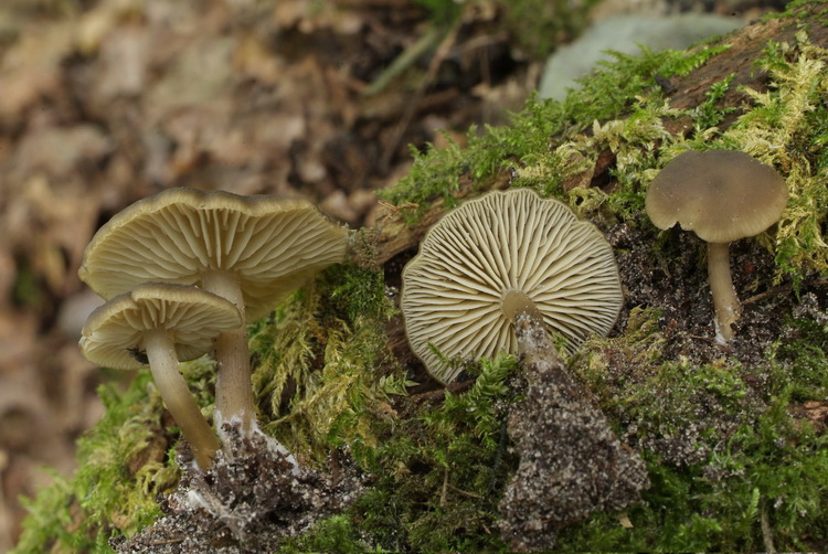 Olijfkleurig matkopje - Simocybe centunculus