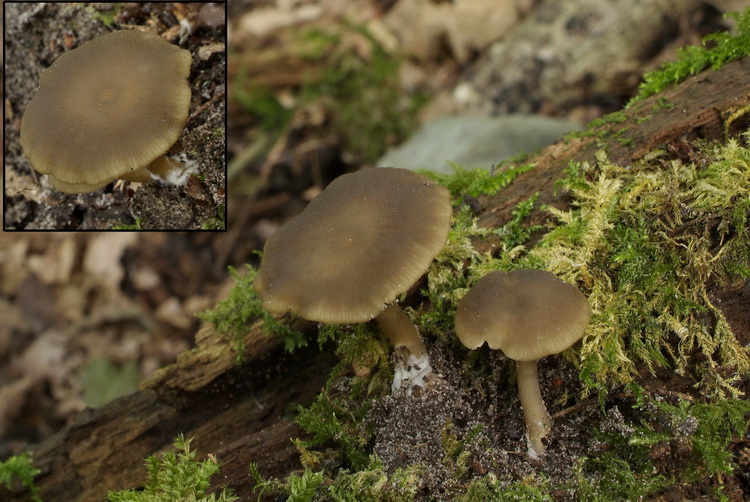 Olijfkleurig matkopje - Simocybe centunculus