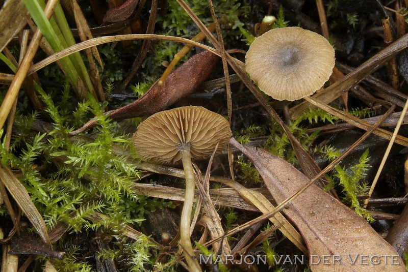 Moerasmatkopjematkopje - Simocybe laevigata