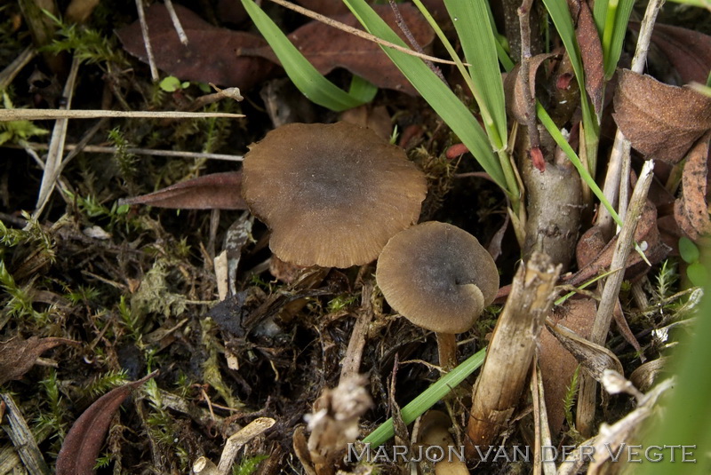 Moerasmatkopjematkopje - Simocybe laevigata