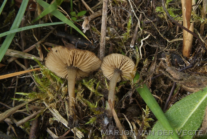 Moerasmatkopjematkopje - Simocybe laevigata