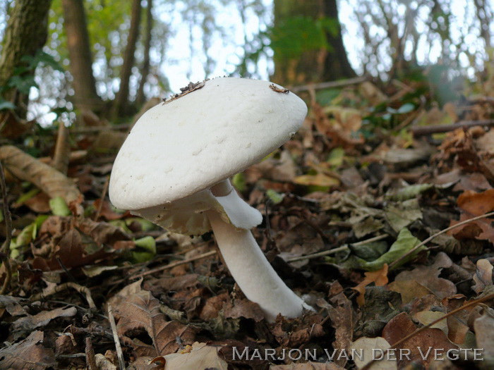 Slanke anijschampignon - Agaricus silvicola