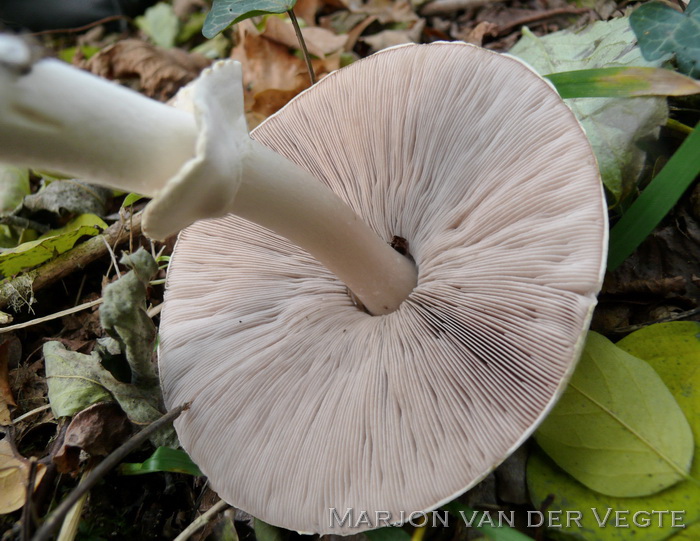 Slanke anijschampignon - Agaricus silvicola