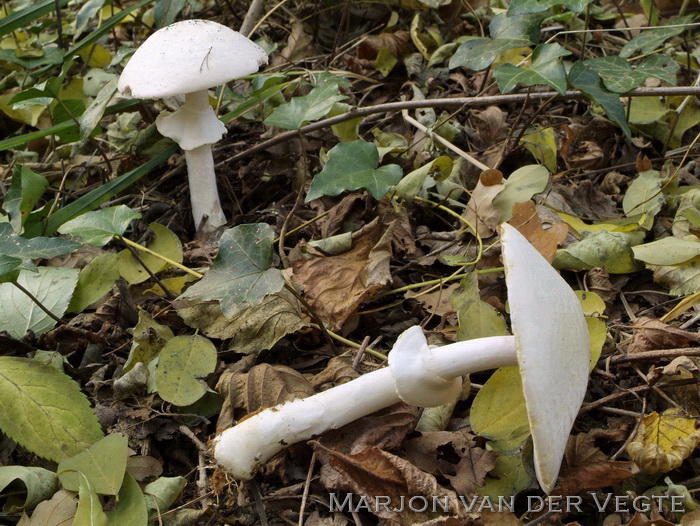 Slanke anijschampignon - Agaricus silvicola