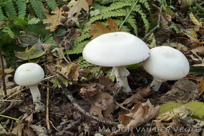 Slanke anijschampignon - Agaricus silvicola