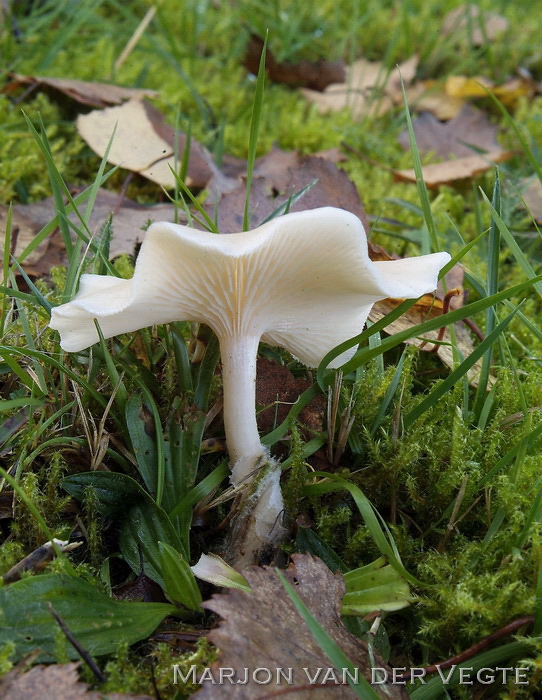 Bleke veldtrechterzwam - Clitocybe agrestis