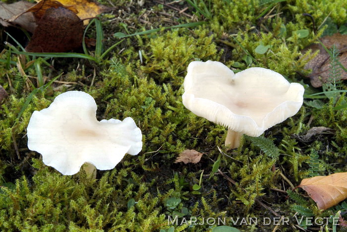 Bleke veldtrechterzwam - Clitocybe agrestis