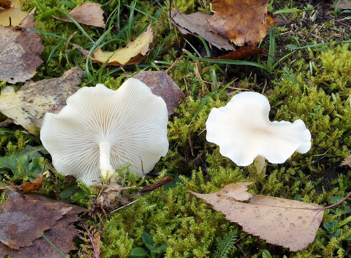 Bleke veldtrechterzwam - Clitocybe agrestis