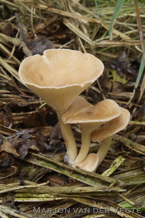 Slanke trechterzwam - Clitocybe gibba