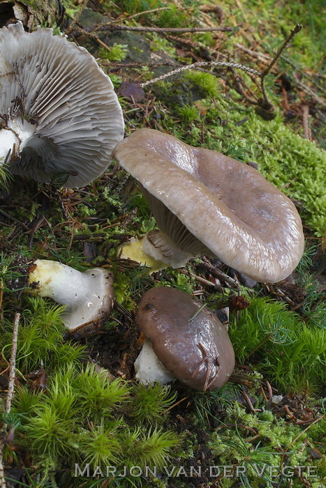 Slijmige spijkerzwam - Gomphidius glutinosus