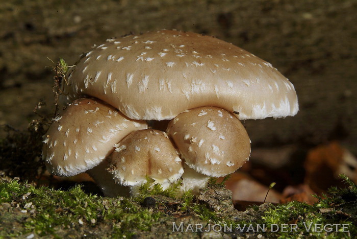 Slijmerige blekerik - Pholiota lenta