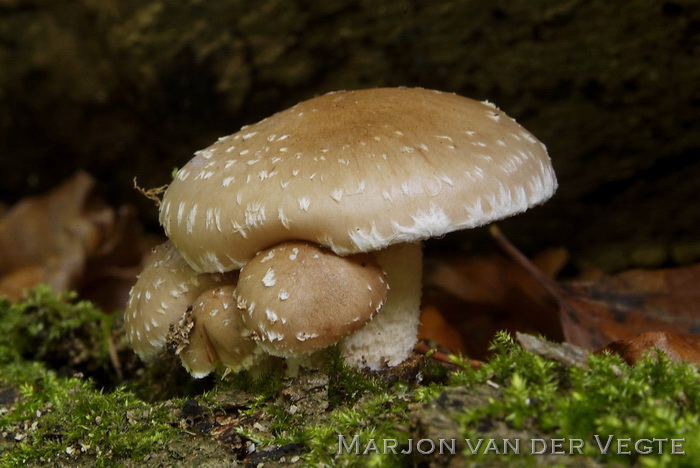 Slijmerige blekerik - Pholiota lenta