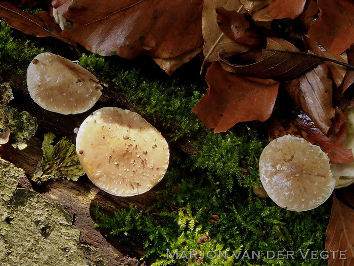 Slijmerige blekerik - Pholiota lenta