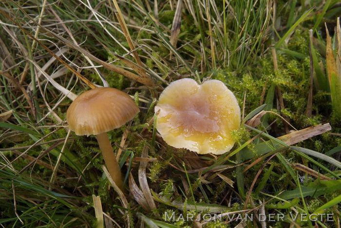 Slijmwasplaat - Hygrocybe laeta