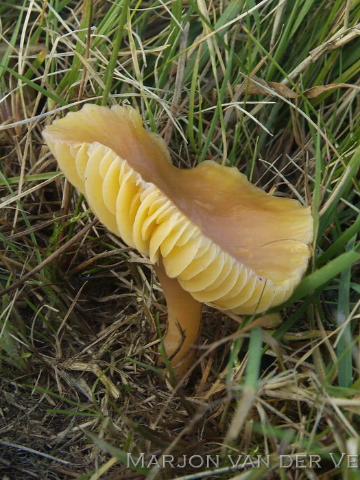 Slijmwasplaat - Hygrocybe laeta