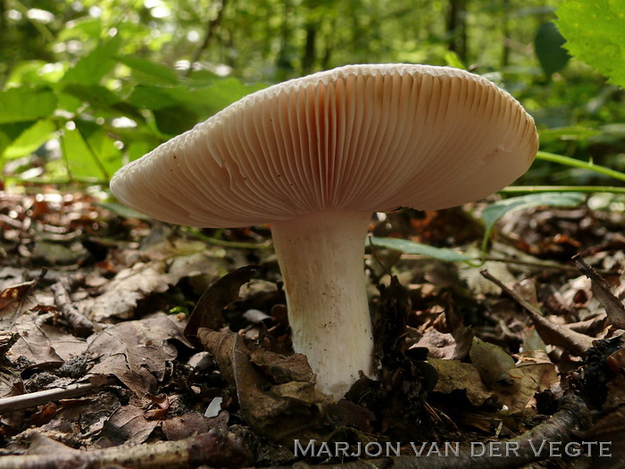 Smakelijke russula - Russula vesca
