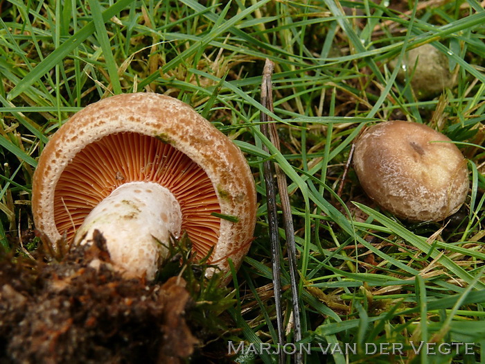 Smakelijke melkzwam - Lactarius deliciosus