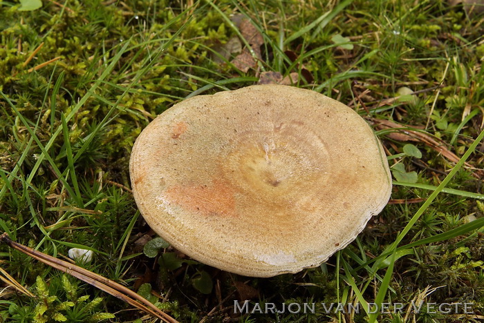 Vaaloranje melkzwam - Lactarius quieticolor