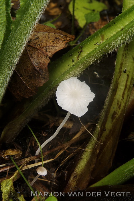 Smeerwortelmycena - Hemimycena candida