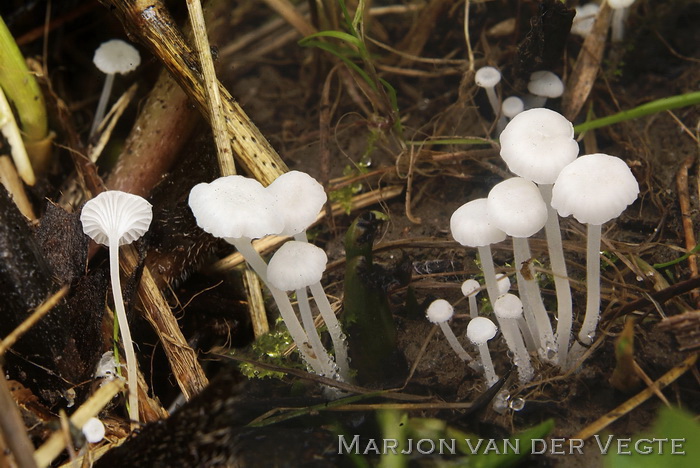 Smeerwortelmycena - Hemimycena candida