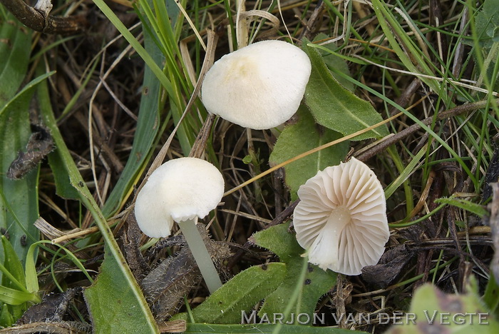 Sneeuwvloksatijnzwam - Entoloma sericellum