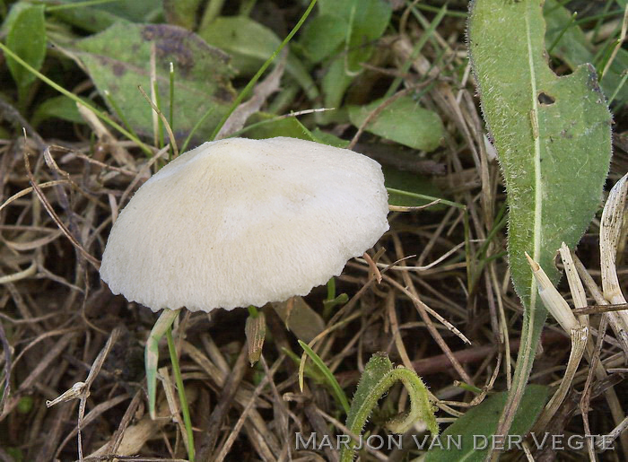 Sneeuwvloksatijnzwam - Entoloma sericellum