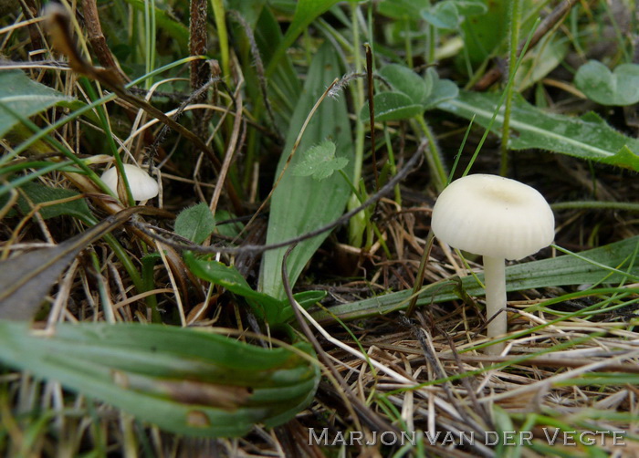 Sneeuwzwammetje - Hygrocybe virginea