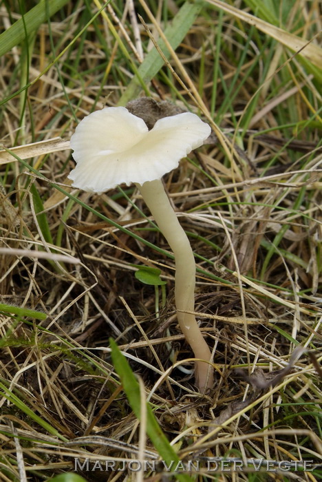 Sneeuwzwammetje - Hygrocybe virginea