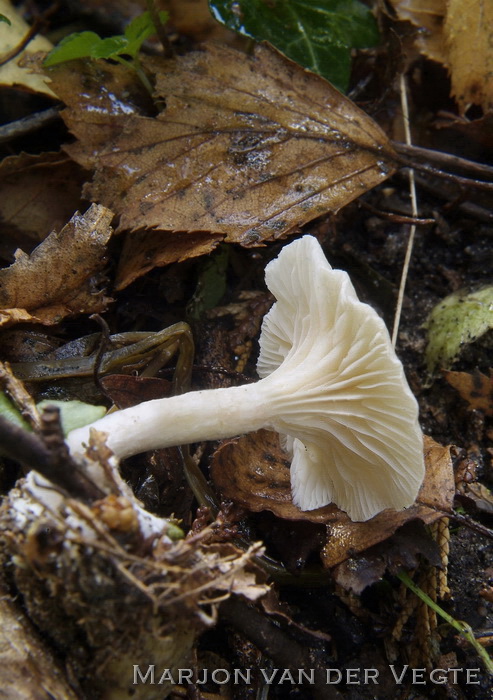 Sneeuwzwammetje - Hygrocybe virginea