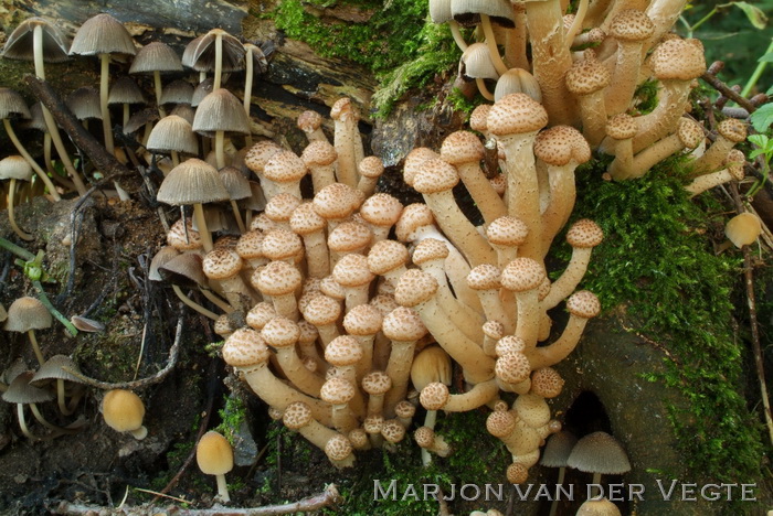 Sombere honingzwam - Armillaria ostoyae