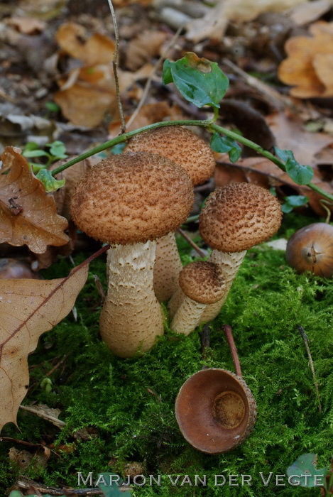 Sombere honingzwam - Armillaria ostoyae