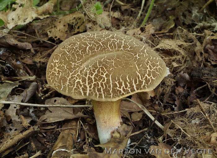 Sombere fluweelboleet - Xerocomus porosporus