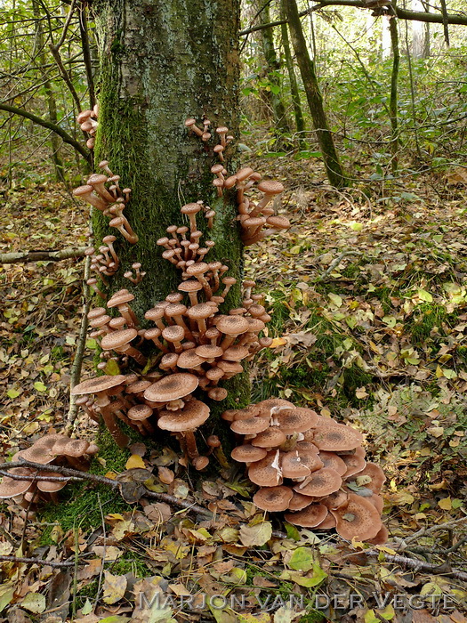 Sombere honingzwam - Armillaria ostoyae