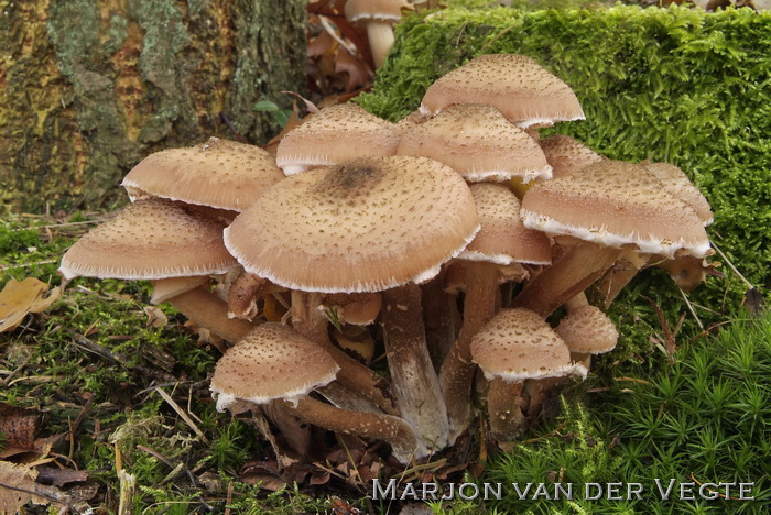 Sombere honingzwam - Armillaria ostoyae