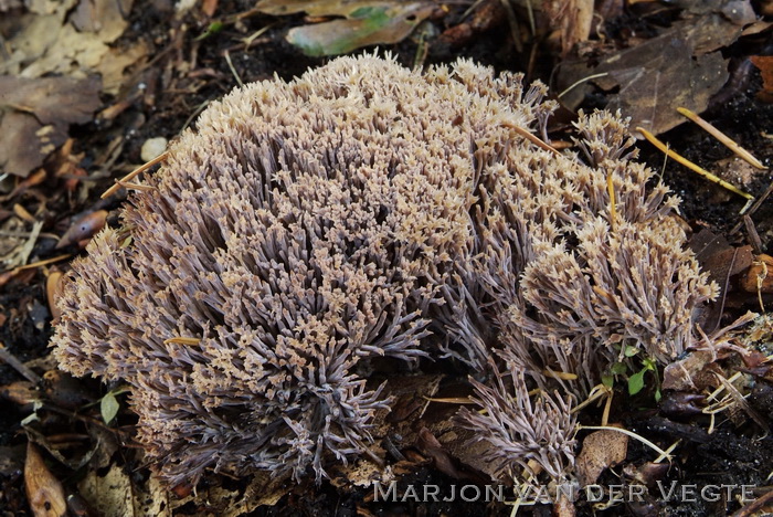 Sparreveertje - Pterula multifida