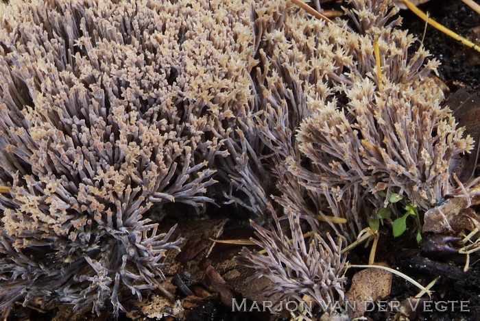 Sparreveertje - Pterula multifida