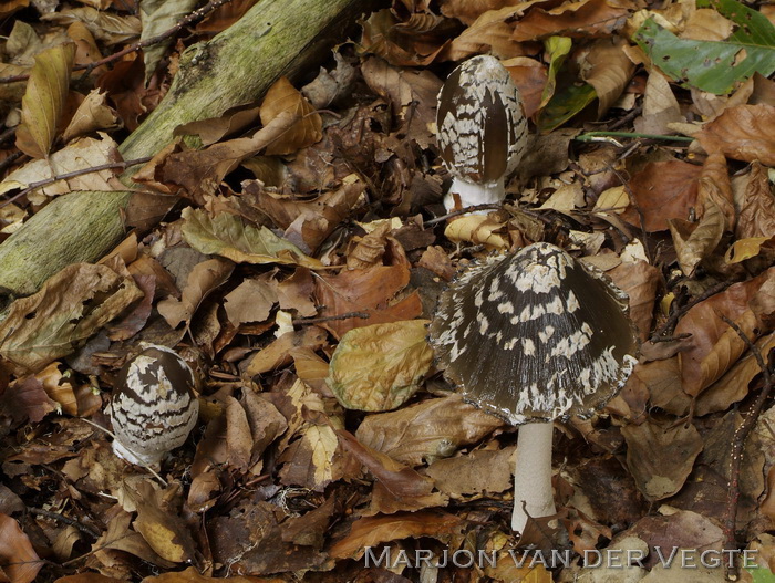 Spechtinktzwam - Coprinopsis picacea